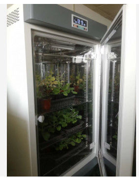 LIYI 植物成長室人工気候種子発芽機気候室環境